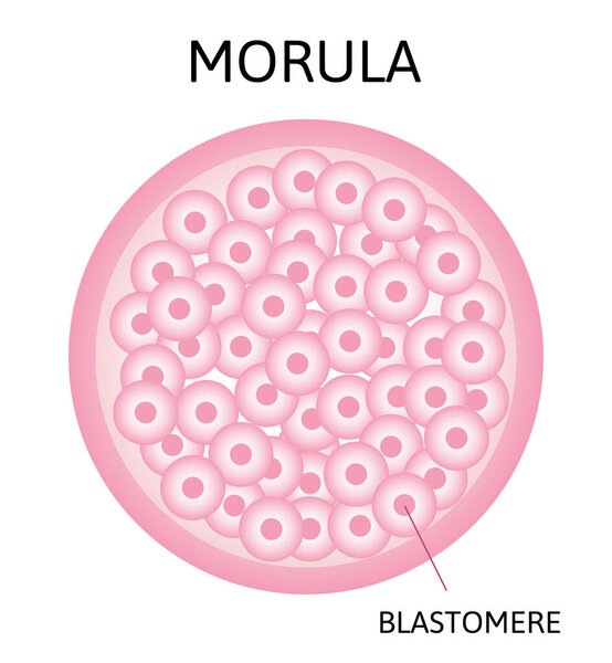 Morula. эмбриональная клетка, состоящая из 16 клеток в твердом шаре
