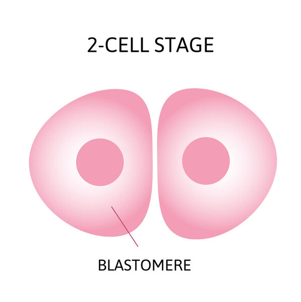 Human embryonic development, or human embryogenesis from zygota to gastrula.