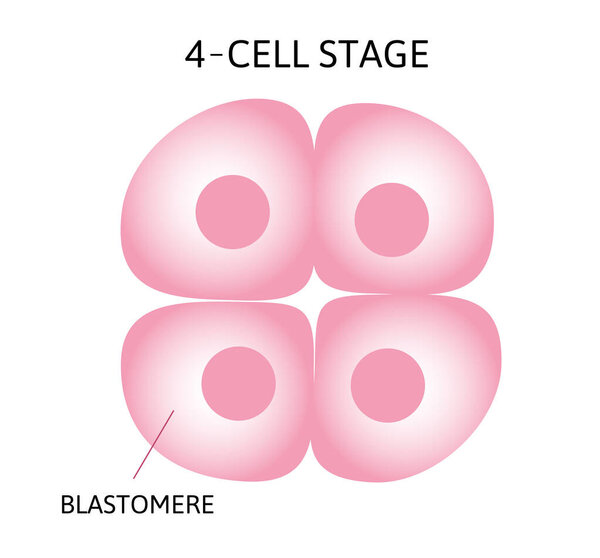 Human embryonic development, or human embryogenesis from zygota to gastrula.
