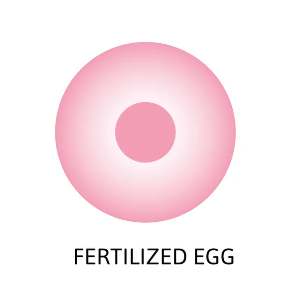 Développement embryonnaire humain, ou embryogenèse humaine de zygota à gastrula . — Image vectorielle