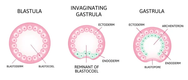 Het proces van gastrulatie. Remnant van blastocoel, invaginerend, endoderm, ectoderm, — Stockvector