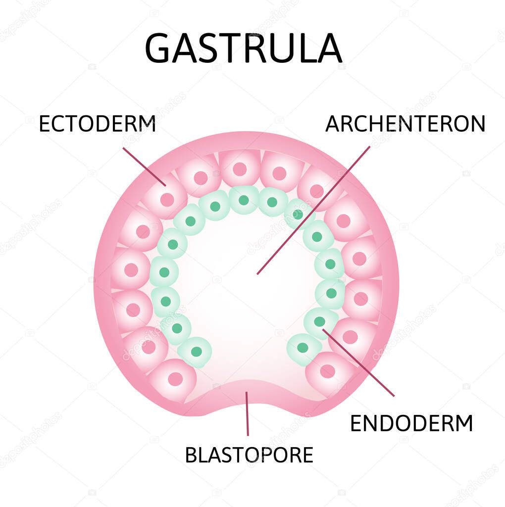 the process of gastrulation. Remnant of blastocoel, invaginating, endoderm, ectoderm,