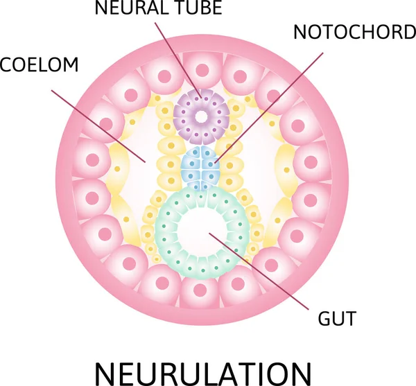 Neurulatie Het Proces Van Nerulatie Menselijke Embryonale Ontwikkeling Vectorillustratie — Stockvector