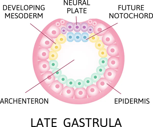 Late Gasrtula Process Nerulation Human Embryonic Development Vector Illustration — Stock Vector