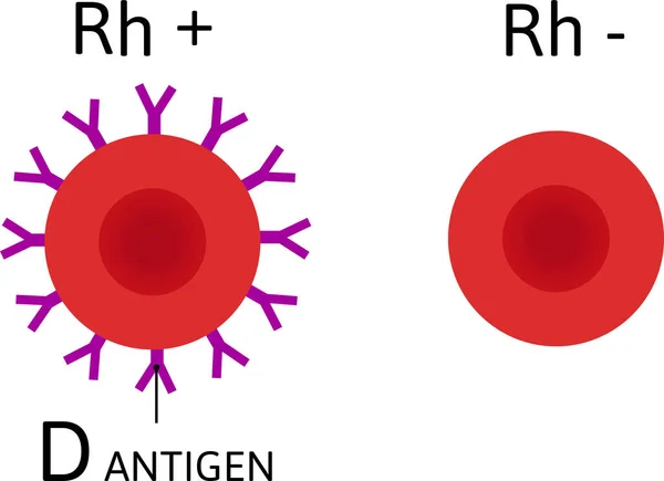 Ph因子 血细胞有抗原D 没有它 Rh阳性和Rh阴性血 — 图库矢量图片