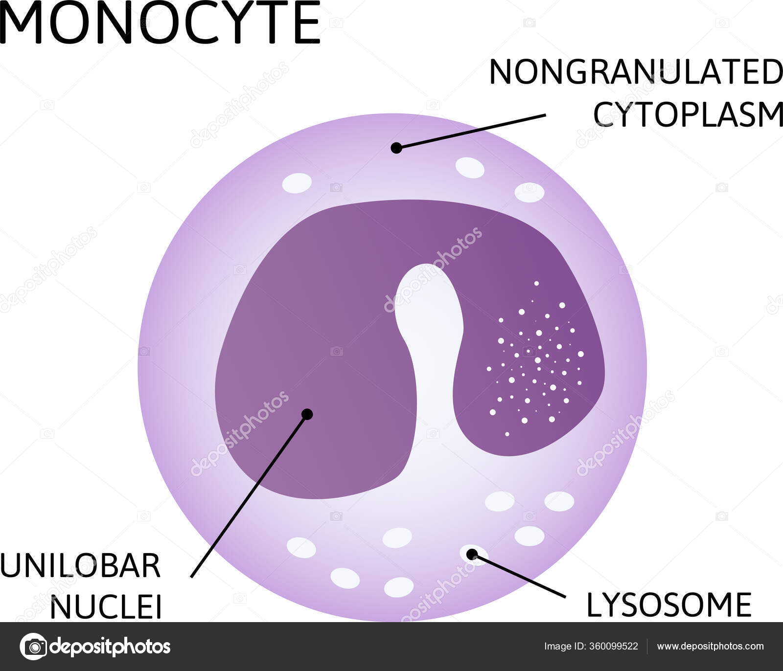 monocytes-type-leukocyte-white-blood-cell-consist-nongranulated-cytoplasm-unilobar-stock-vector