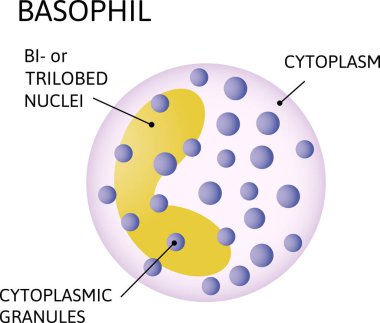 Basophil, bir tür beyaz kan hücresi. Sitoplazmik granüllerden oluşur, 