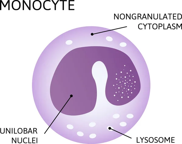 Monocytes Type Leukocyte White Blood Cell Consist Nongranulated Cytoplasm Unilobar — Stock Vector