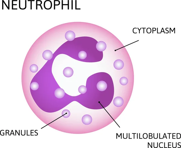 Neutrophil Variety White Blood Cells Consist Multilobulated Nucleus Cytoplasm Granules — Stock Vector