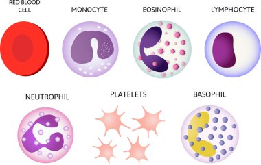 Kan hücreleri. Renkli hücreler. Kırmızı kan hücreleri, trombositler, lökositler, lenfositler, eosinofiller, nötrofiller, basofiller, izole edilmiş arka planda monosentez Bilgi Vektörü çizimleri