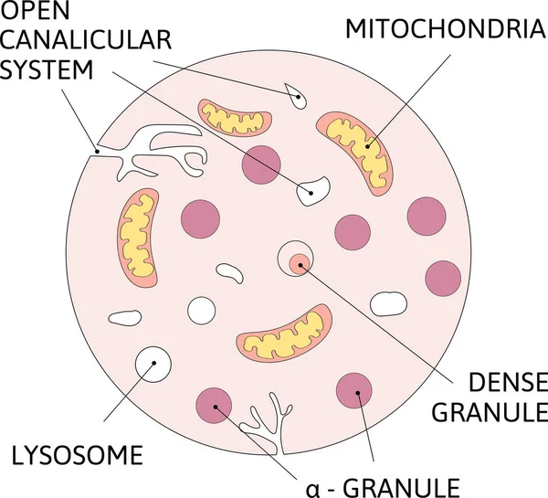 Schema Schematico Delle Piastrine Contiene Granuli Granuli Densi Lisosomi Mitocondri — Vettoriale Stock