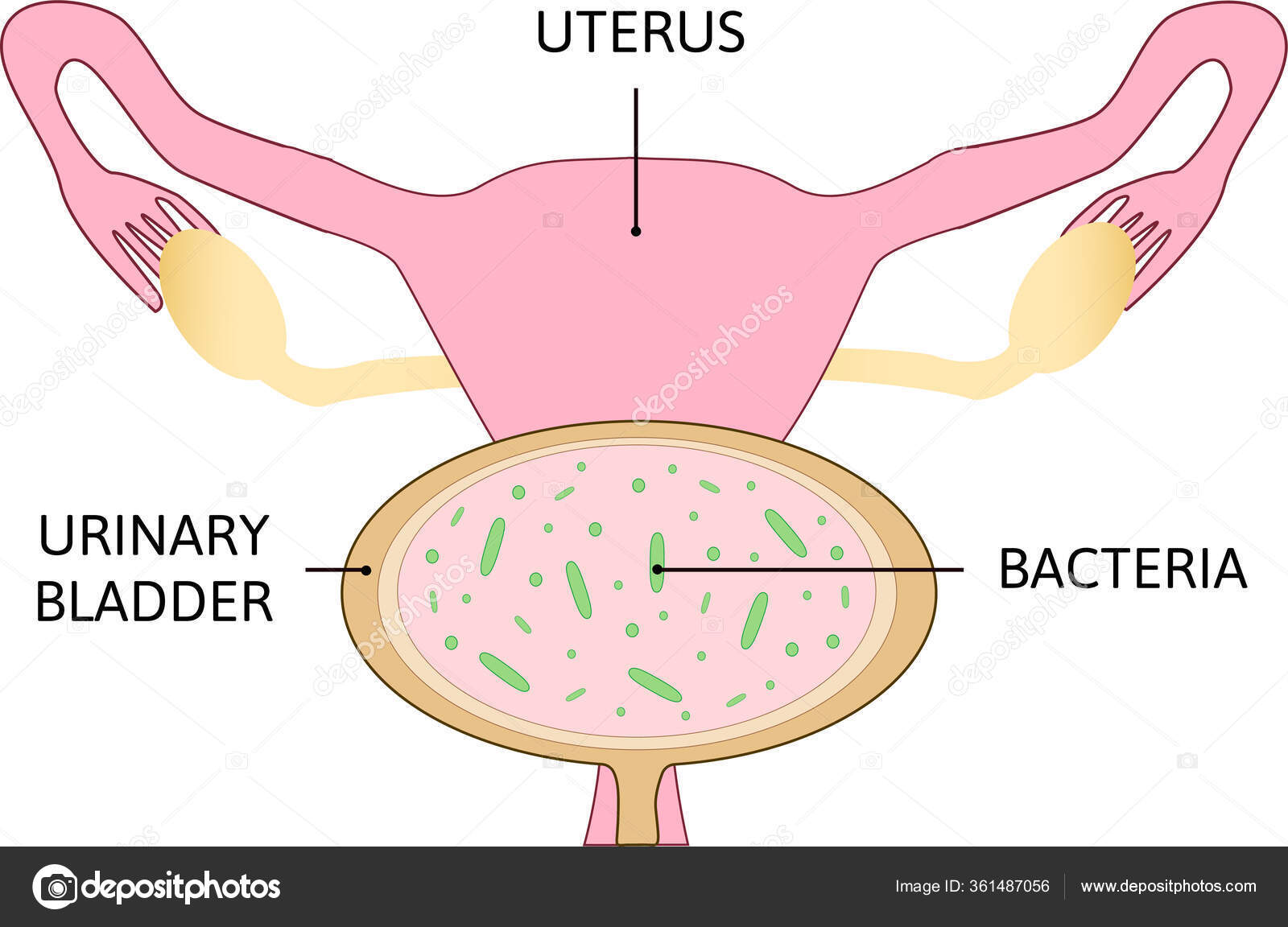 Questoesped | PDF | Gravidez | Pediatria, image size:1600x1152