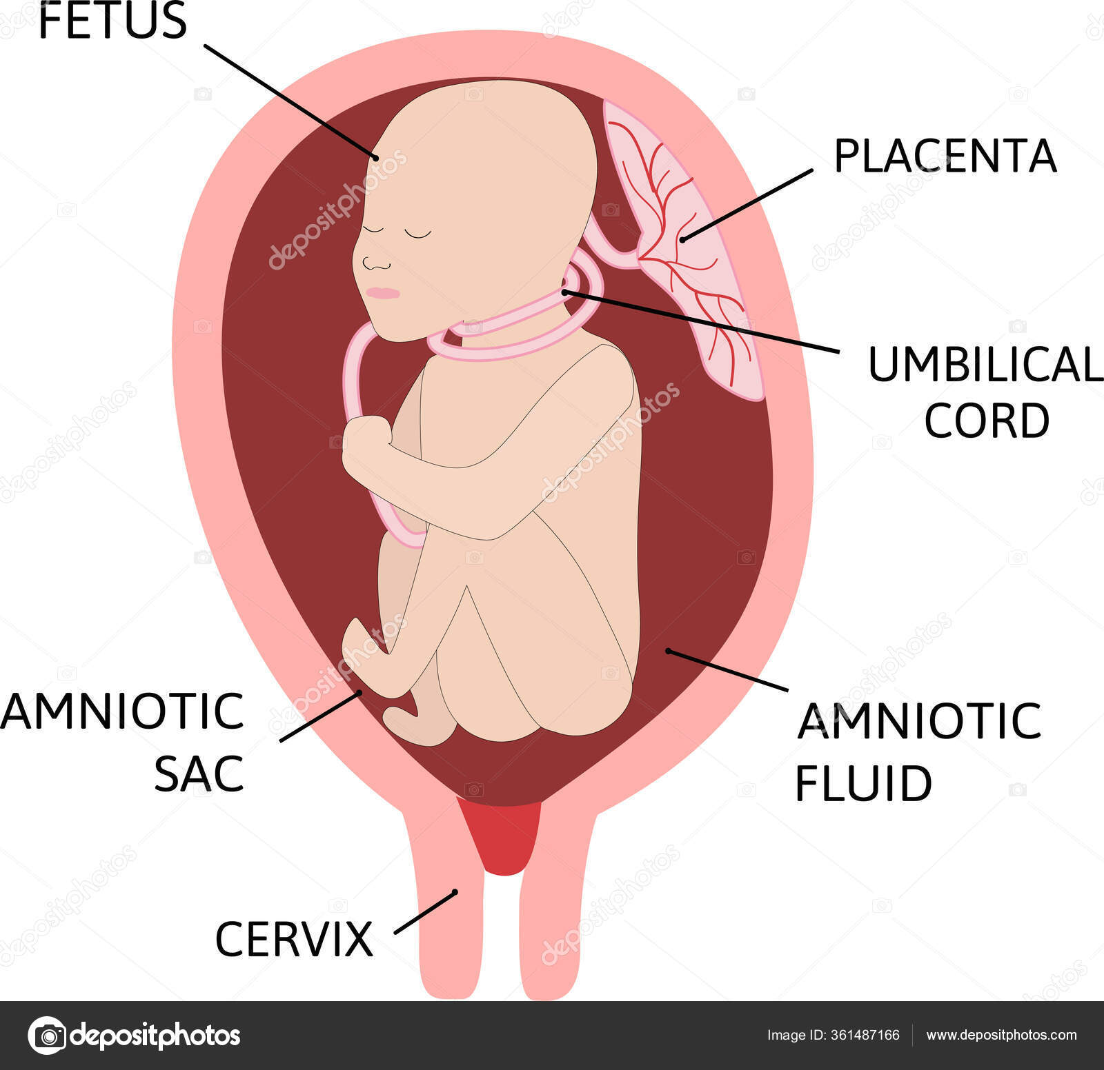 Diagrama Do Cordao Nucal