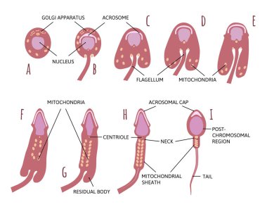 Spermatitten spermatozoona kadar sperm üretiminde geçen aşamaların özeti. Çizgilerle işaretlenmiş. Santriol, mitokondri, anatomi ve sperm diyagramı. Herhangi bir tasarım için tıbbi vektör illüstrasyonu.