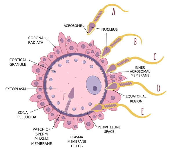 Secuencia Diagrama Eventos Penetración Revestimientos Membrana Plasmática Del Huevo Espermatozoide — Archivo Imágenes Vectoriales