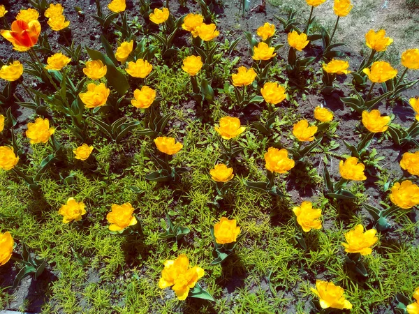 Florescendo Flores Amarelas Primavera Jardim — Fotografia de Stock