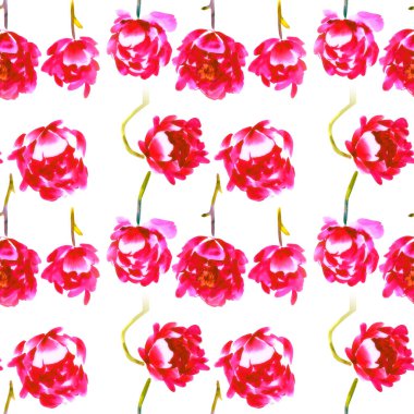 Beyaz arka planda izole edilmiş, suluboya elle çizilmiş şakayıklar. Düğün, kartlar, davetiyeler, kumaşlar, tekstil tasarımı için güzel parlak dekorasyon