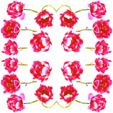 Beyaz arka planda izole edilmiş, suluboya elle çizilmiş şakayıklar. Düğün, kartlar, davetiyeler, kumaşlar, tekstil tasarımı için güzel parlak dekorasyon