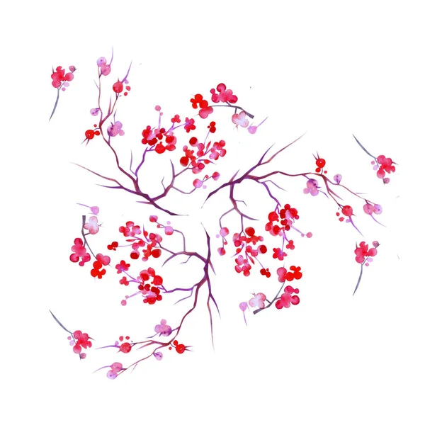 Акварельні Квіти Сакури Гілки Вишневого Дерева Цвіту Ізольовані Білому Тлі — стокове фото