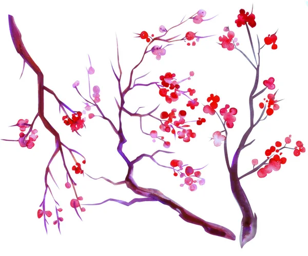 Акварельні Квіти Сакури Набір Гілок Вишневого Дерева Ізольовано Білому Тлі — стокове фото