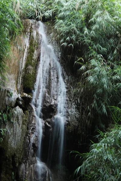 Pequena Estreita Cachoeira Cercada Arbusto Verde Folhas — Fotografia de Stock