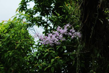 Ormanda bilinmeyen menekşe çiçekleri