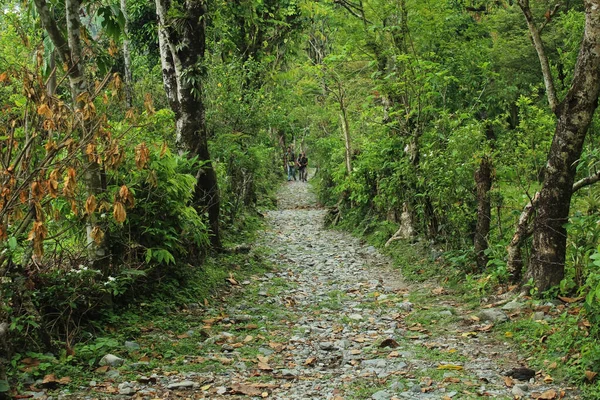 Schmaler Pfad Einem Dorf Waldrand — Stockfoto