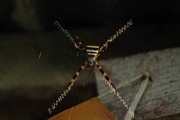 大自然惊人的创造物一种未知种类的蜘蛛 — 图库照片