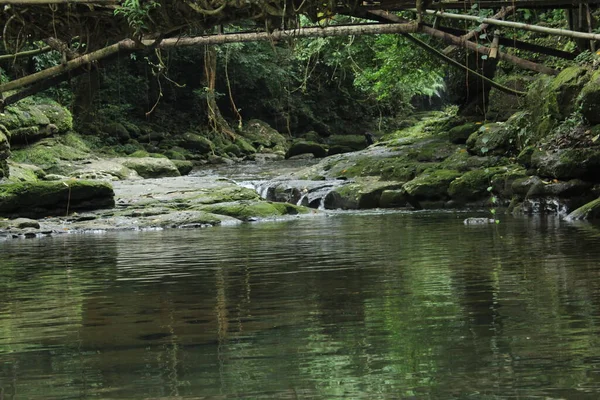 Bela Vista Rio Floresta — Fotografia de Stock