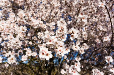 Badem çiçekleri baharı ilan eder..