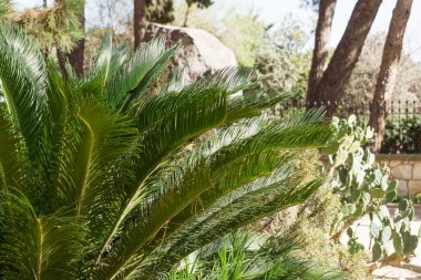 Güneşli bir sabahta bitkinin yaprakları taşı saklıyor..