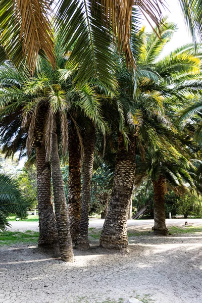 Palme Incastonate Nel Parco — Foto Stock