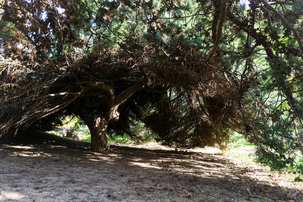 Sol Sombra Bajo Las Hojas Del Árbol —  Fotos de Stock