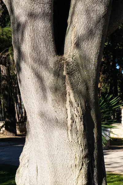 Abbronzatura Stilizzata Corteccia Albero Sottile Alla Fine Dell Inverno — Foto Stock