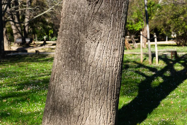 Corteccia Albero Con Sua Ombra Sfondo Verde — Foto Stock