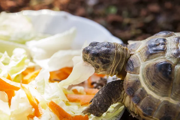Russian turtle eating vegetables in the sun