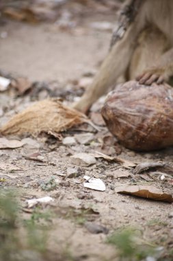 Yakalı küçük maymun hindistan ceviziyle oynuyor.