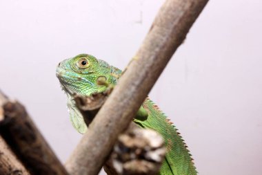 Orta Amerika yeşil iguanasının yakın görüntüsü