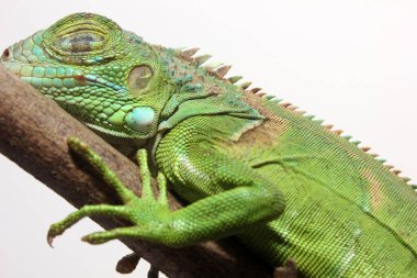 Orta Amerika yeşil iguanasının yakın görüntüsü