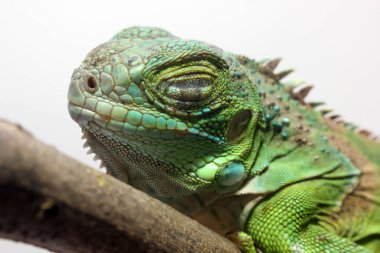 Orta Amerika yeşil iguanasının yakın görüntüsü