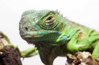 Orta Amerika yeşil iguanasının yakın görüntüsü