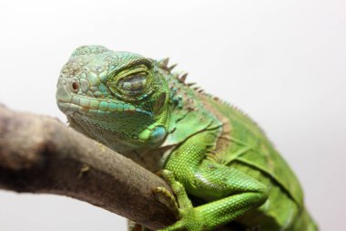 Orta Amerika yeşil iguanasının yakın görüntüsü