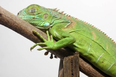 Orta Amerika yeşil iguanasının yakın görüntüsü