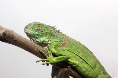 Orta Amerika yeşil iguanasının yakın görüntüsü
