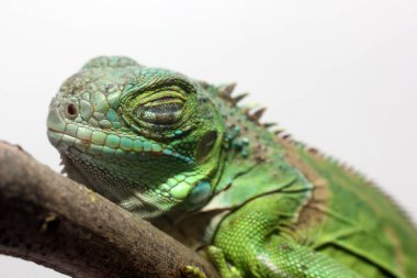 Orta Amerika yeşil iguanasının yakın görüntüsü