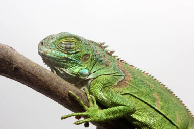 Orta Amerika yeşil iguanasının yakın görüntüsü