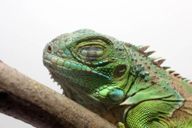 Orta Amerika yeşil iguanasının yakın görüntüsü