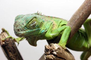 Orta Amerika yeşil iguanasının yakın görüntüsü