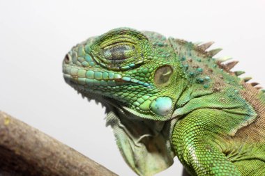 Orta Amerika yeşil iguanasının yakın görüntüsü