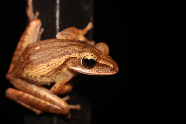 Ranidae Ailesinin Gerçek Kurbağası Karanlık Arka Planda Izole Edilmiş — Stok fotoğraf